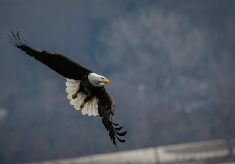 bald eagle