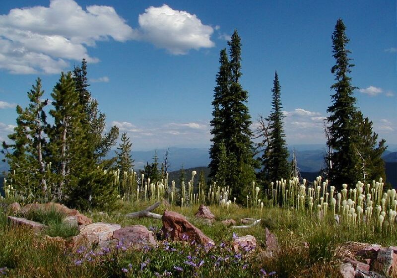 lolo national forest