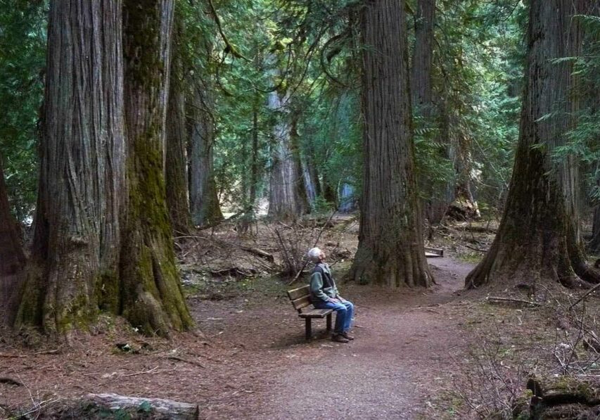 ross creek cedar grove
